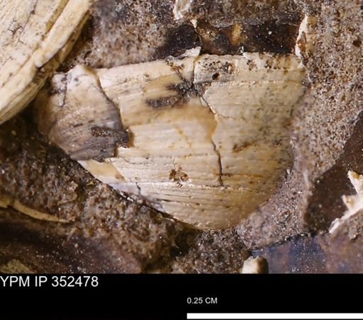 Limopsis striatopunctatus