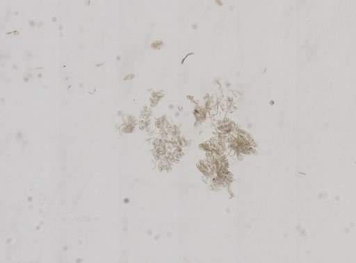 Fluminicola nuttallianus