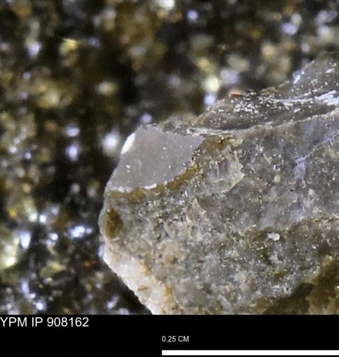 undet. Mollusca