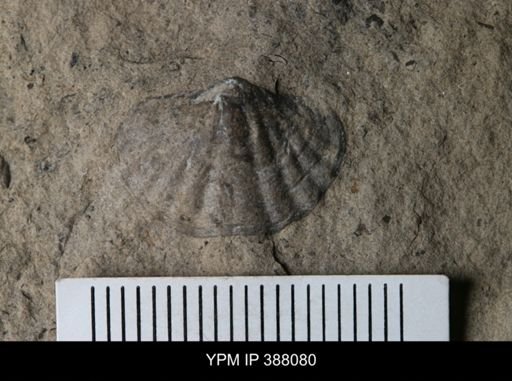 undet. Brachiopoda
