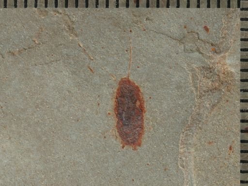 undet. Blattodea
