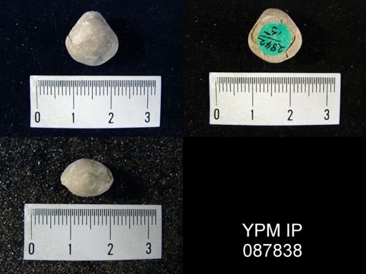undet. Brachiopoda
