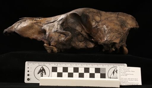 Canis dirus