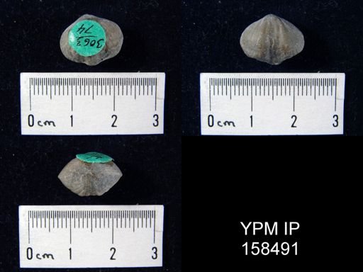 Rhynchonella glacialis