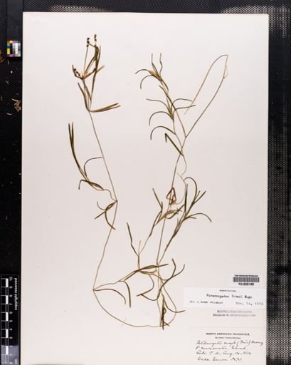 Potamogeton friesii
