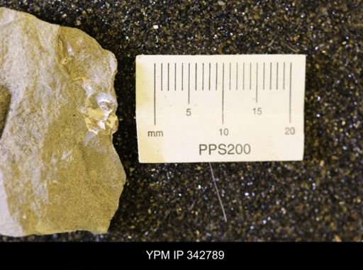 Hoploscaphites?