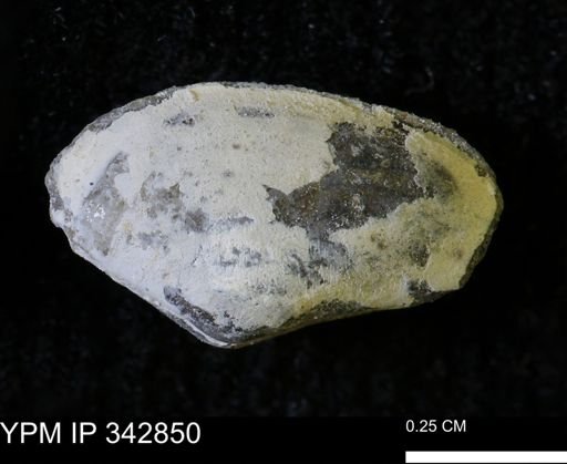 Nuculana sp.