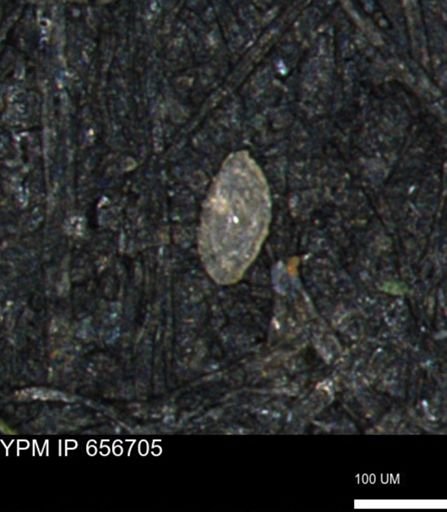 Spirolocammina planula