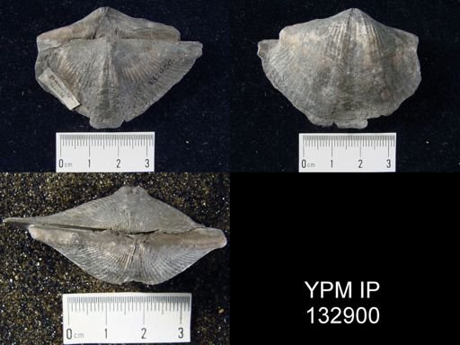 Spinocyrtia granulosa