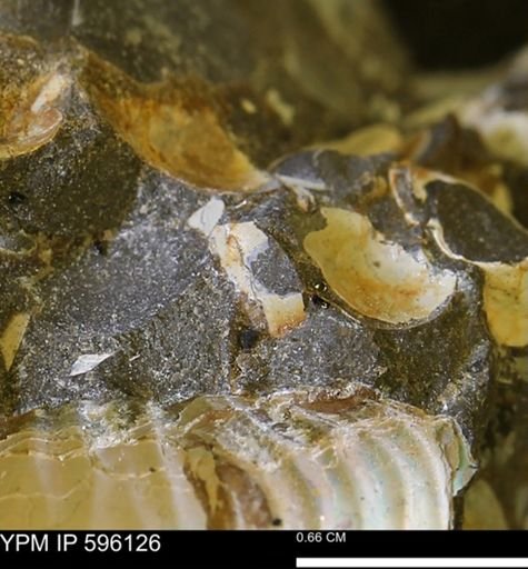 undet. Bivalvia