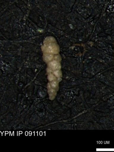 Verneuilinoides kansasensis