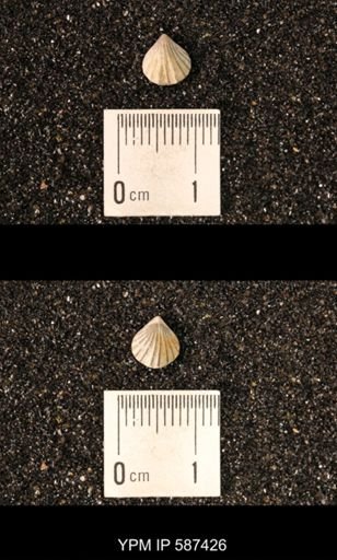 Camarotoechia whitei