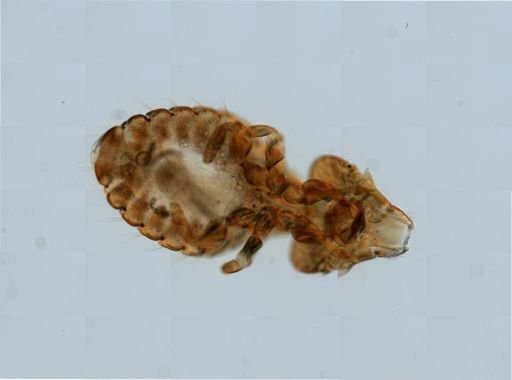Philopteridae