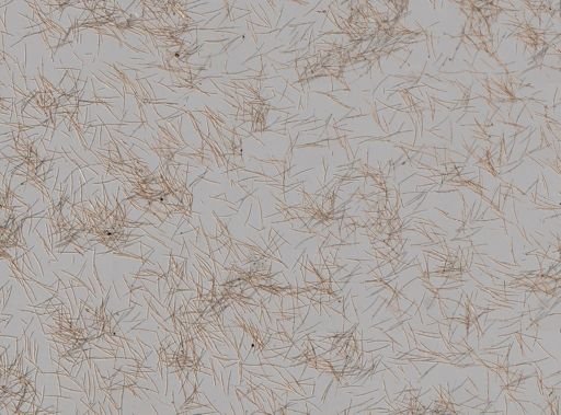 Haliclona (Soestella) caerulea