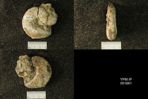 Hoploscaphites nicolletii