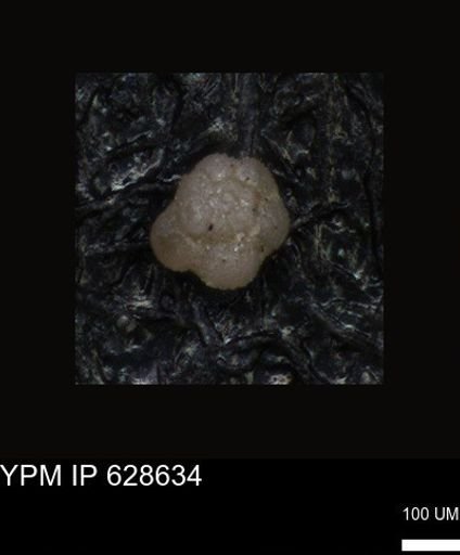 undet. Foraminiferida