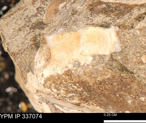undet. Mollusca