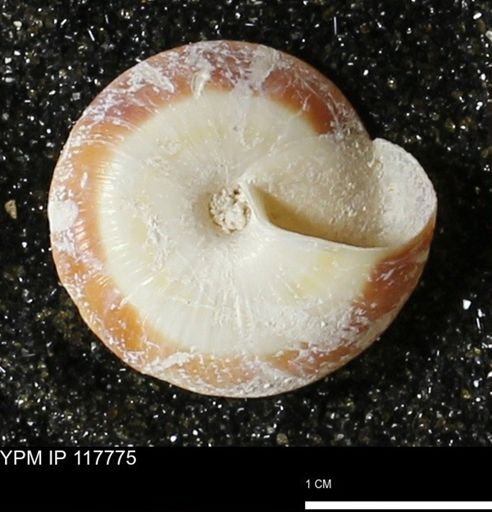 Poecilozonites bermudensis zonatus