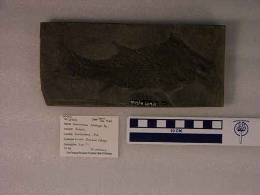 Semionotus tenuiceps