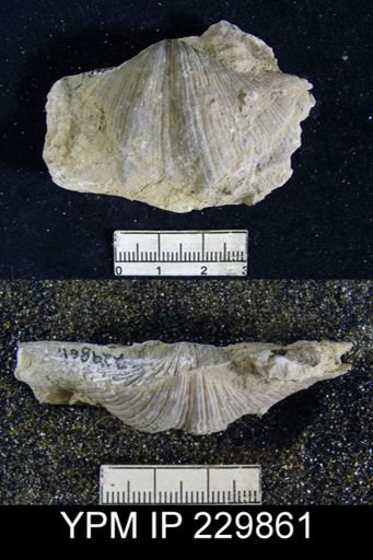 Neospirifer dunbari