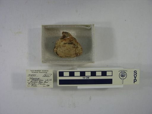 Teleoceras fossiger