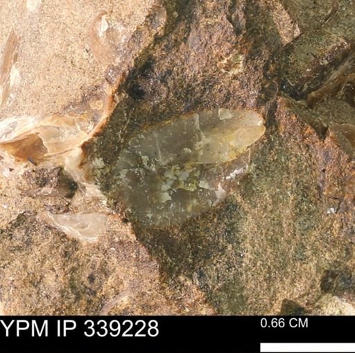 undet. Mollusca