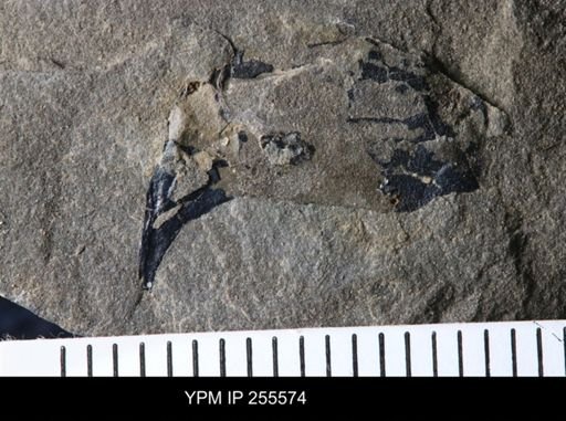 Eurypterida?