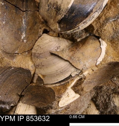 Limopsis striatopunctatus