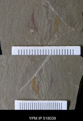 Marrellomorpha