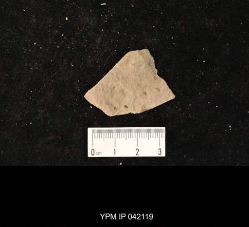 undet. Hymenoptera