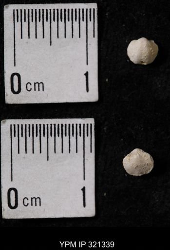 Ambocoelia umbonata
