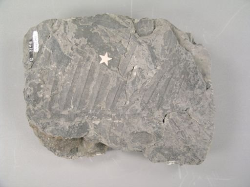 Neriopteris lanceolata
