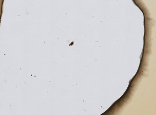 Trichocerca bicuspes