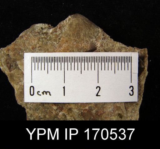 Tritoechia?