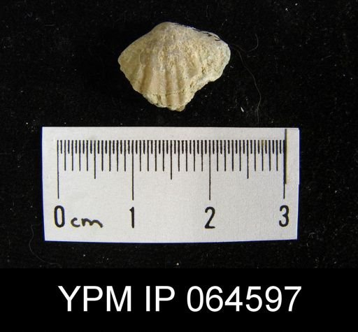 Sieberella roemeri