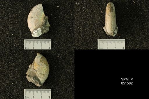 Hoploscaphites nicolletii