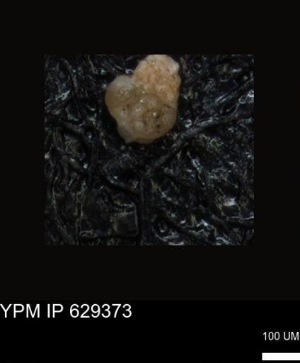 undet. Foraminiferida