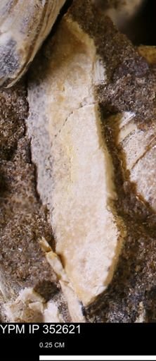 undet. Mollusca