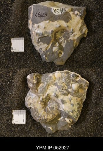 Discoscaphites gulosus