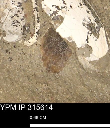 Baculites eliasi