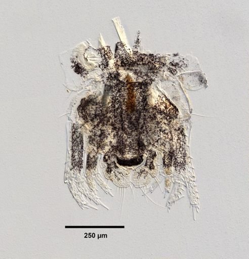 Monocorophium tuberculatum