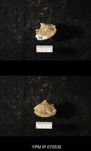Favosites louisvillensis
