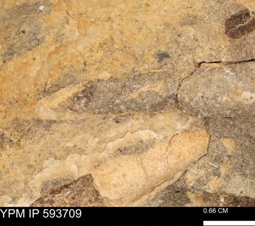 Baculites sp.