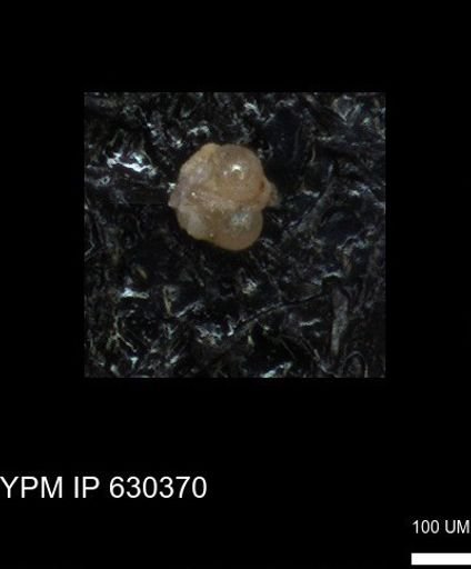 undet. Foraminiferida