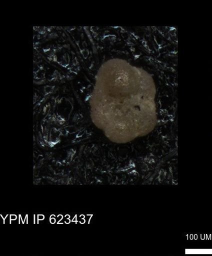 undet. Foraminiferida