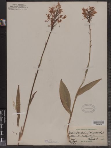 Plantae