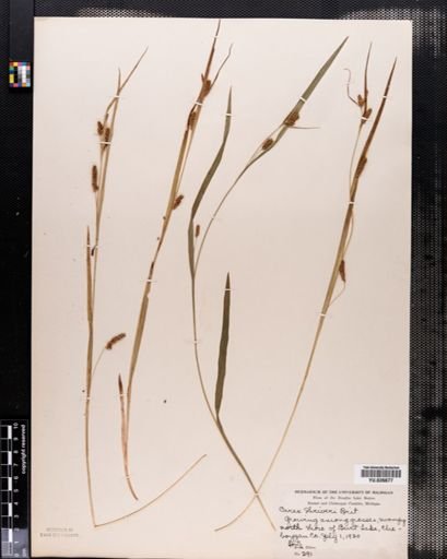 Carex granularis
