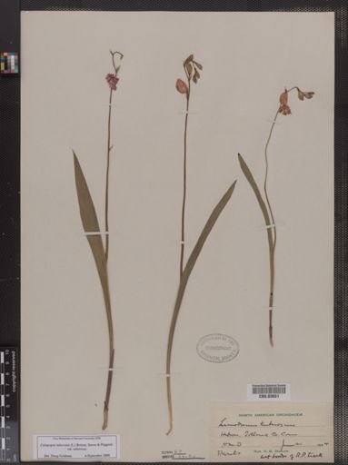 Limodorum tuberosum