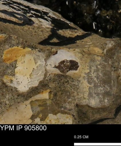undet. Mollusca