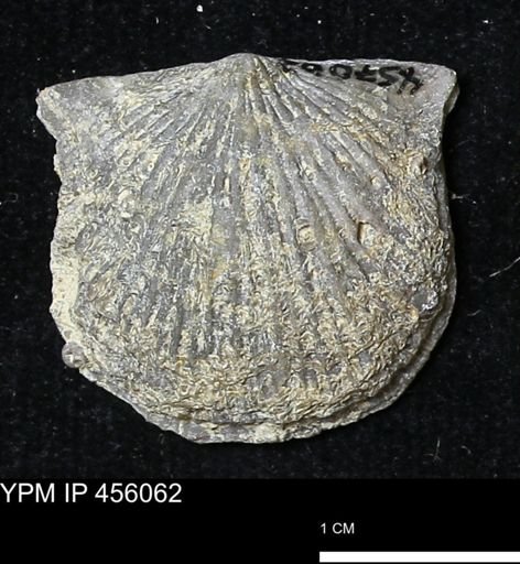 Platystrophia sp.